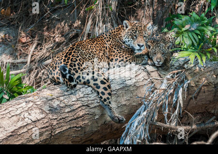 Weibliche Jaguar (Panthera onca palustris) mit Cub (geschätztes Alter 5 Monate), die sich auf einen umgestürzten Baum über die cuiaba River. Porto Jofre, nördlichen Pantanal, Mato Grosso, Brasilien, Südamerika. Stockfoto