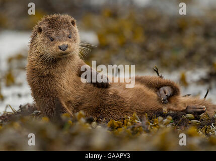 Otter (Lutra Lutra) weibliche Pflege in Algen, Mull, Schottland, England, UK, September. Stockfoto