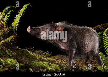 Bärtige Schwein (Sus Barbatus) auf Nahrungssuche in der Nacht, Maliau Basin, Sabah, Borneo. Stockfoto