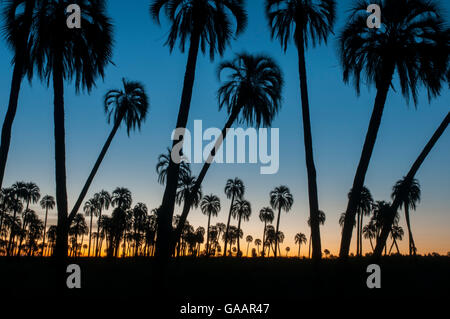 Yatay Palme / Palmen (Batia Yatay) Silhouette bei Sonnenuntergang, El Palmar Nationalpark, Provinz Entre Rios, Argentinien-Gelee Stockfoto