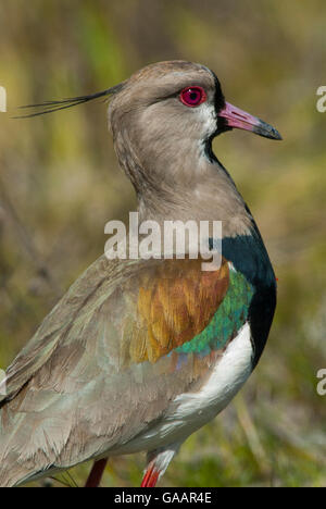 Südlichen Kiebitz (Vanellus Chilensis) La Pampa, Argentinien Stockfoto