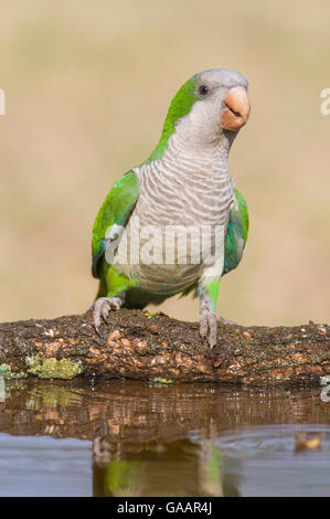 Mönch Sittich (Myiopsitta Monachus) Calden Wald, La Pampa, Argentinien Stockfoto