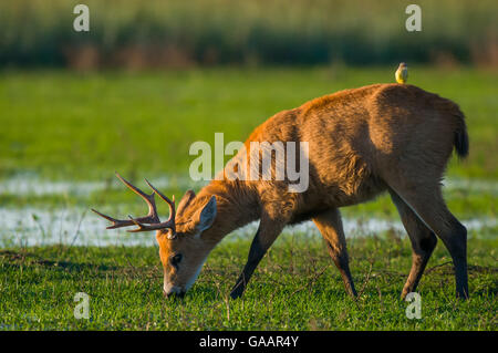 Marsh Rotwild (Blastocerus Dichotomus) männlich mit Vieh Tyrann (Machetornis rixosus) auf der Rückseite, Ibera Sümpfe, Provinz Corrientes, Argentinien. Stockfoto