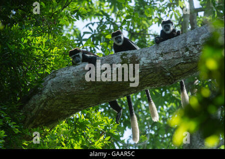 Guereza-Colobus-Affen (Colobus Guereza) im Baum, Lango Bai, Republik Kongo (Kongo-Brazzaville), Afrika. Stockfoto