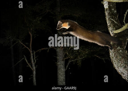 Baummarder (Martes martes) Springen von Ast, Black Isle, Schottland, Großbritannien, Februar. Durch die Kamera trap, Sequenz 1 von 2 fotografiert. Stockfoto