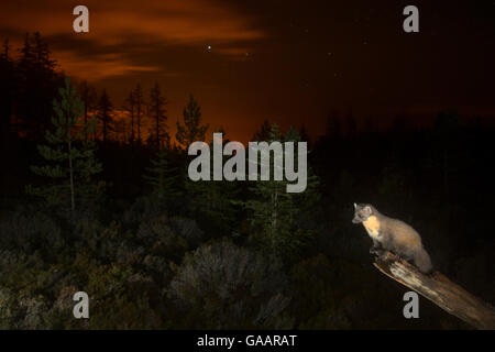 Baummarder (Martes martes) auf Zweig, Orange glühen in Himmel hinter aus die Lichter von Inverness. Black Isle, Schottland, Großbritannien, Oktober. Durch die Kamera trap fotografiert. Sehr empfehlenswert in den Lebensraum Kategorie Der bwpa Awards 2015. Stockfoto