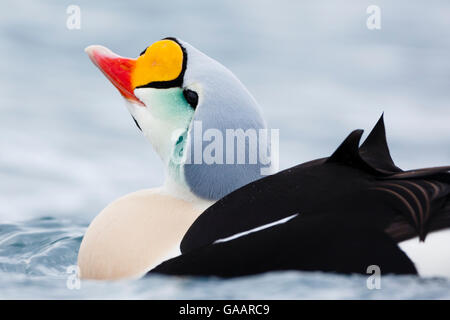 Erwachsene männliche König Eiderente (Somateria californica) Porträt, Batsfjord, Norwegen, März. Stockfoto