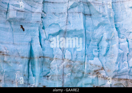 Der Weißkopfseeadler (Haliaeetus leucocephalus) fliegen vor dem massive Wand aus Eis, Margerie Gletscher, Glacier Bay National Park, Alaska, USA, August 2014. Stockfoto