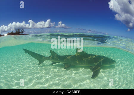 Sicklefin Zitrone Hai (Negaprion Acutidens) in der Lagune von Picard Insel, Aldabra, Seychellen, Indischer Ozean. Stockfoto