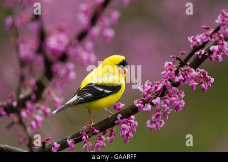 Amerikanische Stieglitz (Zuchtjahr Tristis) männlichen Gefieder, Zucht thront im östlichen Redbud Blumen im Frühjahr, New York, USA-Mai. Stockfoto