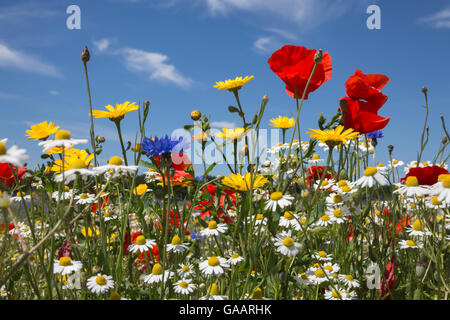 Wildblumen, einschließlich Mohn (Papaver rhoeas), corn Marigold (Glebionis segetum), Kornblumen (Centaurea cyanus) und Mais chamomile (Anthemis arvensis), für Saatgut von Landlife, Fir Tree Farm, Merseyside, UK, Juni angebaut wird. Stockfoto