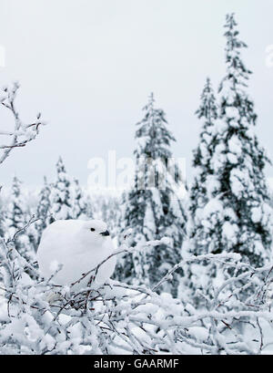 Moorschneehuhn (Lagopus Lagopus) thront auf Zweig, Kiilopaa, Inari, Finnland, Januar. Stockfoto