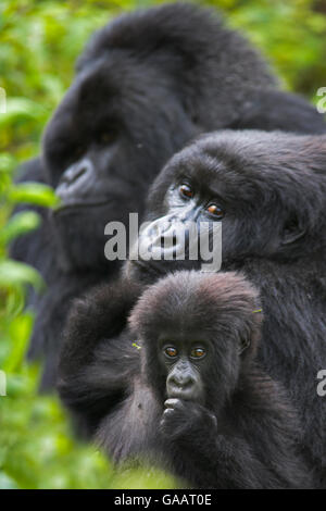 Mountain Gorilla (Gorilla Beringei Beringei) Mutter mit Jung und Silberrücken im Hintergrund. Virunga Berge, Ruanda Stockfoto