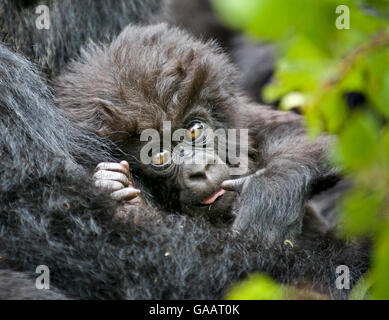 Berg-Gorilla (Gorilla Beringei) Baby gehaltenen Mutter, Ruanda Stockfoto