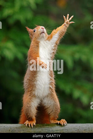 Eichhörnchen (Sciurus Vulgaris) erreichen nach oben, UK. In Gefangenschaft. Stockfoto