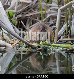 Bisamratte (Ondatra Zibethicus) Espoo, Uusimaa, Finnland, Mai. Eingeführte Arten. Stockfoto