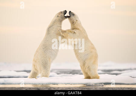 Eisbären (Ursus Maritimus) den Hof auf dem Ozean Eis nördlich von Spitzbergen, Svalbard, Norwegen, Juli. Stockfoto