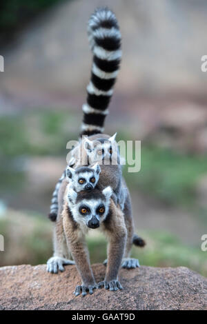 Katta (Lemur Catta) Weibchen tragen zwei Babys. Anjaha Gemeinschaft Erhaltung Website, in der Nähe von Ambalavao, Madagaskar. Stockfoto