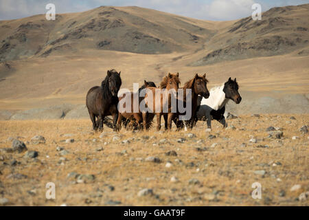 Band der wilden Mongolische Pferde auf Wiesen am Fuße des Dungurukh Uul Berglauf, in der Nähe der Grenze zu China und Kasachstan, Bayan-Olgiy aymag und Mongolei. September. Stockfoto