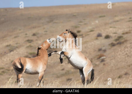 Zwei wilden Przewalski-pferde/Takhi Pferd (Equus ferus Przewalskii) Hengste kämpfen spielen Hustai National Park, Tüv Provinz der Mongolei. Gefährdete Arten. September. Stockfoto