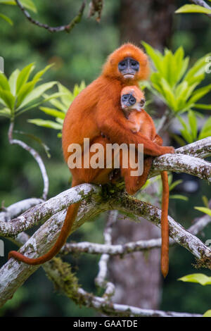 Rote Blatt Affen (Presbytis Rubicunda) Mutter mit Baby, Danum Valley, Sabah, Borneo, Malaysia August. Stockfoto