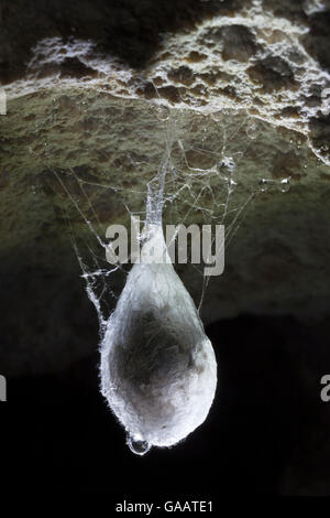 Ei sac der Europäischen Höhlenspinne (Meta menardi) vom Dach aus Kalkstein Höhle ausgesetzt. Nationalpark Plitvicer Seen, Kroatien. Januar. Stockfoto