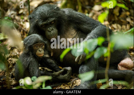 Weiblicher Bonobo (Pan paniscus) mit ihrem Kind, Max Planck Research Website LuiKotale in Salonga National Park in der Demokratischen Republik Kongo. Stockfoto
