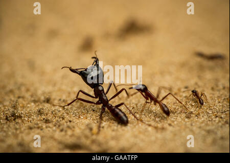 Treiber Ant (Dorylus) großen Soldaten bewachen kleinere Ameisen, im Salonga Nationalpark, demokratische Republik Kongo. Stockfoto