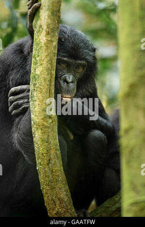 Weibliche Bonobo (Pan Paniscus) ruhen, Max Planck Forschung vor Ort LuiKotale im Salonga Nationalpark, demokratische Republik Kongo. Stockfoto