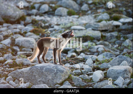 Polarfuchs (Alopex Lagopus) Erwachsenen bellen auf Felsen, Dovrefjell-Sunndalsfjella-Nationalpark, Norwegen, Juli. Stockfoto