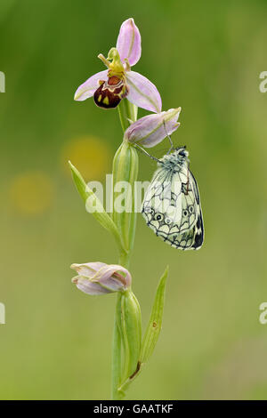 Neu entstanden marmorierten weißen Schmetterling (Melanargia Galathea) auf Biene Orchidee (Ophrys Apifera), Bedfordshire, England, UK. Juni Stockfoto