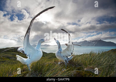 Wanderalbatros (Diomedea Exulans), tätig in der Paarung Display. South Georgia Island, südlichen Ozean. Stockfoto