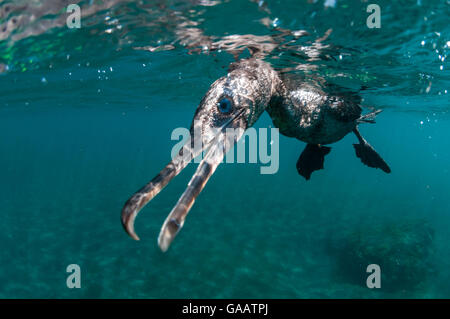 Flugunfähige Kormorane (Phalacrocorax Harrisi) Unterwasser, Punta Vicente Roca, Isabela Island, Galapagos, Ecuador, April. Stockfoto