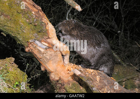 Eurasischen Biber (Castor Fiber) der Stamm einer Weide (Salix sp.) im Waldland Gehäuse nagen in der Nacht. Devon Biber-Projekt, das von Devon Wildlife Trust, Devon, UK, April laufen. Von einer externen Kamera trap genommen. Stockfoto