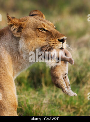 Löwin (Panthera Leo) bewegt ihr Neugeborenes junges, Okavango, Botswana Stockfoto