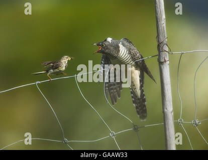 Wiese Pieper (Anthus Pratensis) Fütterung junger eurasischen Kuckuck (Cuculus Canorus), Valdres, Norwegen, Juli. Stockfoto