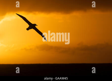 Campbell Albatross (Thalassarche impavida) im Flug, bei Sonnenuntergang Silhouette, in der Nähe von Campbell Sub-Antarctic Islands, Neuseeland. Februar. Stockfoto