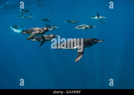 Galapagos Pinguin (Spheniscus Mendiculus) Gruppe unter Wasser, Galapagos. Endemisch. Stockfoto