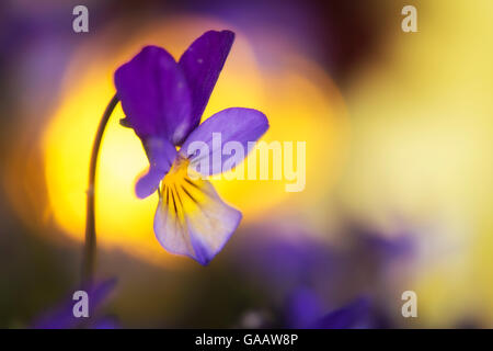 Stiefmütterchen / wilde Stiefmütterchen (Viola Tricolor) Blume, Norwegen, Mai. Stockfoto