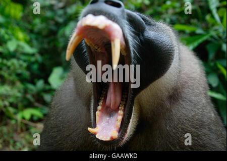 Erwachsene männliche Drill (Mandrillus leucophaeus) Gähnen, Mund weit geöffnet, die Eckzähne, Pandrillus Heiligtum in Nigeria. Stockfoto