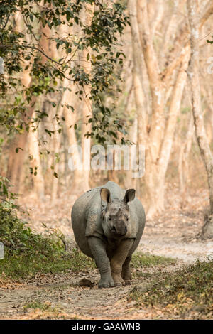 Panzernashorn (Rhinoceros Unicornis), Männlich, Kaziranga Nationalpark, Assam, Indien Stockfoto