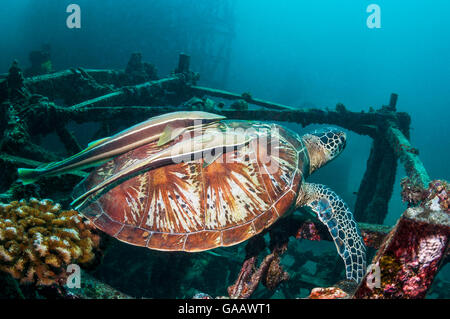 Suppenschildkröte (Chelonia mydas) mit zwei großen schiffshaltern (Echeneis naucrates) in die panzers befestigt, auf künstliches Riff. Mabul, Malaysia. Stockfoto