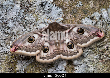 Kaiser Moth(Saturnia pavonia) weiblich, Peak District National Park, UK. Mai. Stockfoto