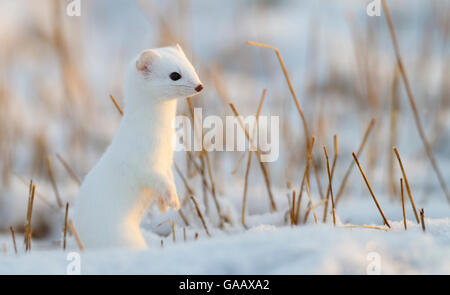 Hermelin (Mustela Erminea) im Wintermantel, Andoy, Norwegen Stockfoto