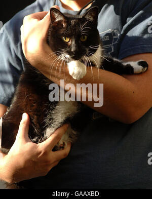 Sybil, die neue Katze in der Downing Street 10, London, wird im Garten des Hauses des Premierministers getragen. Stockfoto