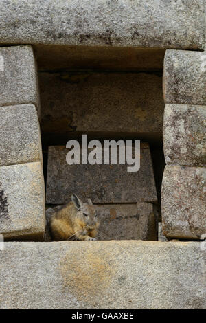 Northern Viscacha oder Vizcacha (Lagidium peruanum) ruht in einem alten Mann aus Struktur, Machu Picchu UNESCO Weltkulturerbe, Peru. Februar. Stockfoto