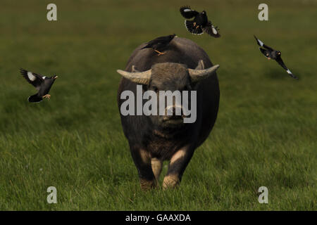 Crested myna Stare (Arcidotheres cristatellus) sitzen auf inländische waterbuffaloes (Bubalus domesticus), Ho Poyang See, Provinz Jiangxi, China Stockfoto