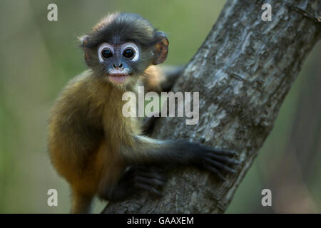 Altrosa Blatt Affen (Trachypithecus Obscurus) Baby auf einem Ast. Khao Sam Roi Yot National Park, Thailand. März 2015. Stockfoto