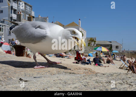 Erwachsenen Silbermöwe (Larus Argentatus) Aufräumvorgang übrig Essen, St.Ives, Cornwall, UK, Juni. Nur zur redaktionellen Verwendung. Stockfoto