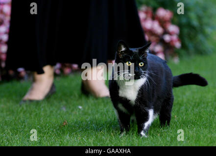 Sybil, die neue Katze in der Downing Street 10, London, leckt sich im Garten des Hauses des Premierministers die Lippen. Stockfoto